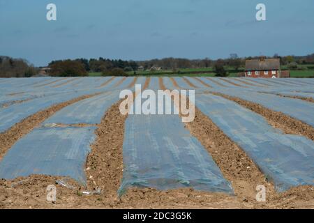 Prodotto di carota coperto in pile di plastica Foto Stock