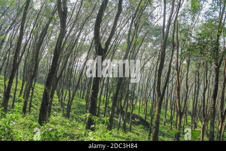 Messa a fuoco selettiva ad alto range dinamico immagine di crescita spessa di Alberi nelle foreste pluviali della Valle del silenzio in Kerala Foto Stock