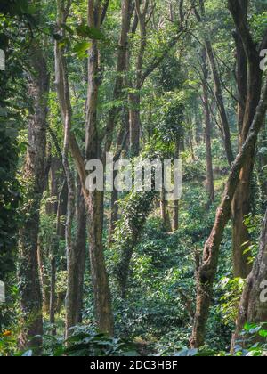 Messa a fuoco selettiva ad alto range dinamico immagine di crescita spessa di Alberi nelle foreste pluviali della Valle del silenzio in Kerala Foto Stock