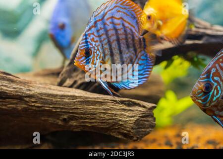 Vista del pesce discus che nuotano nell'acquario piantato. Pesci tropicali. Splendidi sfondi naturali. Concetto di hobby. Foto Stock