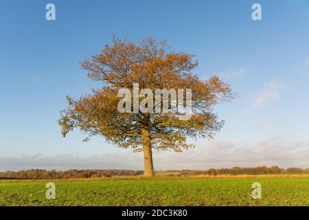 Quercia solitaria con foglie dorate in un campo in autunno caduta poco prima del tramonto. Molto Hadham, Hertfordshire. REGNO UNITO Foto Stock