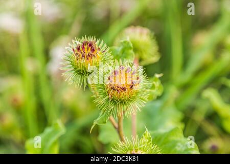 Primo piano di fiore viola in erba di Big burdock, Arctium lappa, contro sfondo verde sfocato Foto Stock