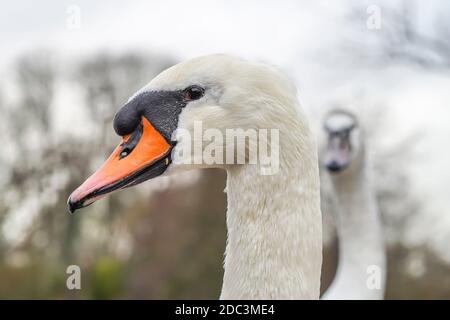 Primo piano vista laterale della testa di cigno muto del Regno Unito (Cygnus olor) con un cigno giovanile sullo sfondo. Foto Stock