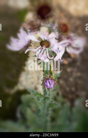 Berkheya Purpurea – Guerriero Zulu, singolo fiore drammatico daisy-like, ritratto naturale di fiori Foto Stock