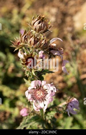 Berkheya Purpurea – Guerriero Zulu, singolo fiore drammatico daisy-like, ritratto naturale di fiori Foto Stock