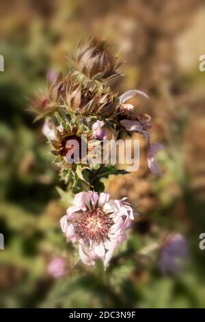 Berkheya Purpurea – Guerriero Zulu, singolo fiore drammatico daisy-like, ritratto naturale di fiori Foto Stock