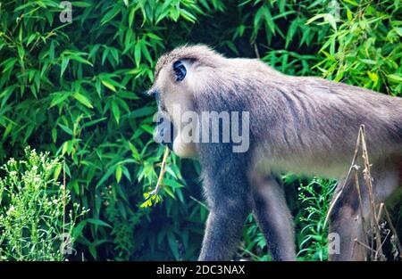 Vista laterale di un trapano. Sono primati della famiglia Cercopithecidae, Mandrill leucofeo Foto Stock