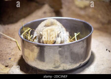 Vista di un ratto di sabbia grassa mentre si mangia nella sua ciotola libera, Psammomys obesus Foto Stock