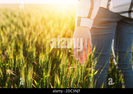 giovane donna cammina attraverso un campo di grano e tocca il orecchie di grano con le mani sullo sfondo di il tramonto Foto Stock