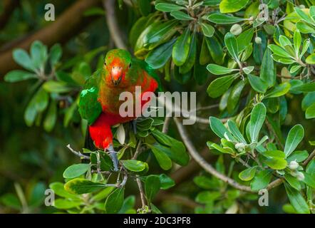 Curioso Australian re-pappagallo (Alisterus scapularis)nella struttura ad albero, visto vicino Apollo Bay sul Grat Ocean Road, Victoria - Australia. Foto Stock