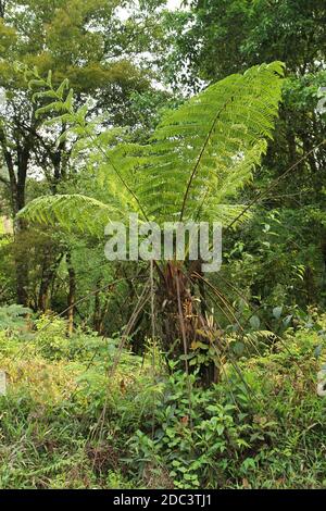 Felce di Pteridophyte che cresce nella foresta tropicale di Hidalgo, Messico. Foto Stock