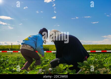 Vista posteriore del bambino e della nonna che raccolgono colture verdi in campo agricolo. Foto Stock