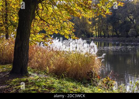 Autunno nel Parco Lazienkowski chiamato anche Parco Lazienki - Terme reali, il più grande parco della città di Varsavia, Polonia Foto Stock