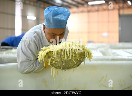 (201118) -- LIUZHOU, 18 novembre 2020 (Xinhua) -- li Yongguo odora germogli di bambù fermentati decapati in un laboratorio di una società 'Luosifen' a Liuzhou, regione autonoma di Guangxi Zhuang, nella Cina meridionale, 18 novembre 2020. Li Yongguo, 41, era un coltivatore di bambù a Baise di Guangxi. Venne a Liuzhou nel 2008 e iniziò a fare germogli di bambù sottaceto come un'impresa. Più di dieci anni di esperienza nel fare germogli di bambù sottaceto lo rende abbastanza sensibile verso l'odore di germogli di bambù sottaceto. Può anche distinguere la qualità dei germogli di bambù semplicemente odorando them.Pickled germogli di bambù sono un Foto Stock