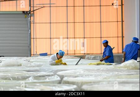 (201118) -- LIUZHOU, 18 novembre 2020 (Xinhua) -- li Yongguo controlla la fermentazione di germogli di bambù decapati in un laboratorio di una società 'Luosifen' a Liuzhou, regione Autonoma Guangxi Zhuang della Cina meridionale, 18 novembre 2020. Li Yongguo, 41, era un coltivatore di bambù a Baise di Guangxi. Venne a Liuzhou nel 2008 e iniziò a fare germogli di bambù sottaceto come un'impresa. Più di dieci anni di esperienza nel fare germogli di bambù sottaceto lo rende abbastanza sensibile verso l'odore di germogli di bambù sottaceto. Può anche distinguere la qualità dei germogli di bambù semplicemente odorando them.Pickled bambù sho Foto Stock