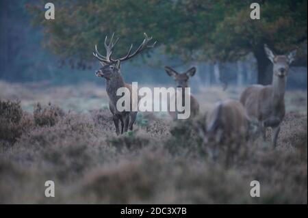 Gruppo di cervi rossi durante la stagione della caccia con il concentratevi su uno stag di grandi dimensioni Foto Stock