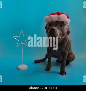 Carino inglese Staffordshire Bull Terrier con Santa Hat isolato su Blue. L'adorabile Blue Staffy si trova sullo sfondo blu. Foto Stock