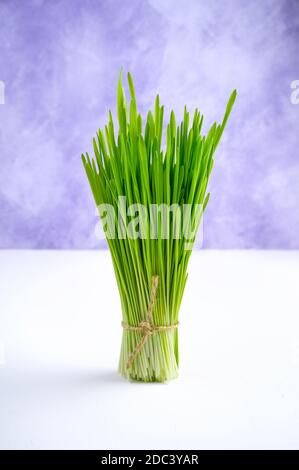 Un mazzo di germogli di grano fresco verde su sfondo bianco-viola. Foto Stock