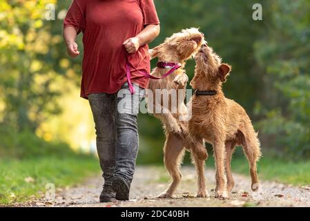 Giovane e vecchio Magyar Vizsla. Un gestore di cani femmina sta camminando con i suoi due divertenti e cheeky cane sulla strada in una foresta Foto Stock