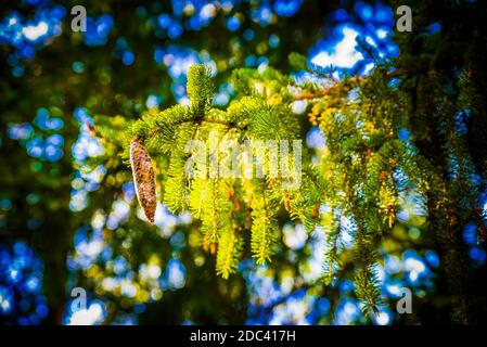 Pino mugo, pino mugo - Pinus unlinata, Pinus mugo ssp. Unlinata - ramo con cono Foto Stock