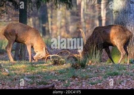 Duelmen, NRW, 18 novembre 2020. Due stracci di cervi rossi si agganciano in un certo rutting tardo stagionale. I cervi rossi della Riserva Naturale di Duelmen vagano liberamente in una vasta area di foresta, boschi e prati nella campagna del Muensterland. Credit: Imageplotter/Alamy Live News Foto Stock