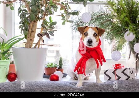 Un bel cane Jack Russell Terrier in una sciarpa rossa è seduta su un davanzale circondato da fiori interni, rami di abete e decorazioni di Natale An Foto Stock