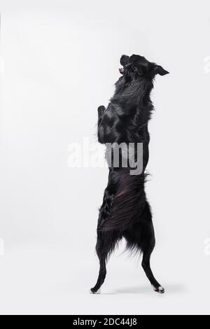 Giocoso a piena lunghezza Border Collie cane pastore in piedi su due zampe acrobatici salti in aria isolate su sfondo bianco. Foto Stock