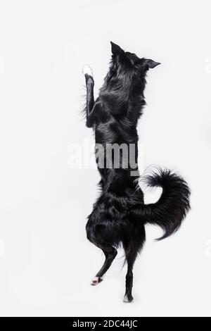 Giocoso a piena lunghezza Border Collie cane pastore in piedi su due zampe acrobatici salti in aria isolate su sfondo bianco. Foto Stock