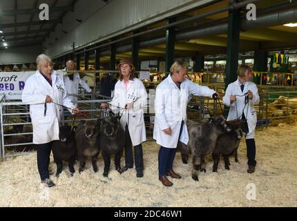 Donne che mostrano Ryeland Sheep allo Staffordshire County Show Foto Stock