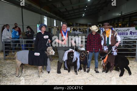 Ryeland Sheep Fancy Dress al Staffordshire County Show Foto Stock