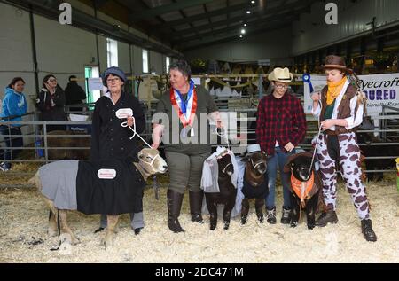 Ryeland Sheep Fancy Dress al Staffordshire County Show Foto Stock