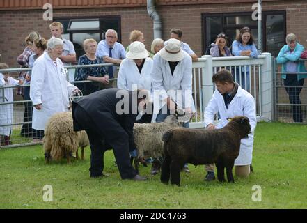 Sheep Judging al Staffordshire County Show Foto Stock