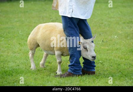Sheep Judging al Staffordshire County Show Foto Stock