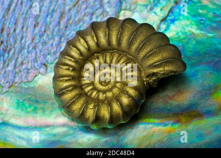 Pirite di ferro Ammonite Proceras pyritosum Foto Stock