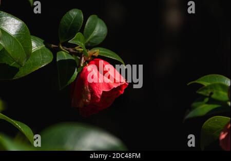 Camellia rossa da vicino - in giardino. Fiore rosso brillante primavera fiore. Camellia giapponese nel giardino botanico. Fiore Camellia a fuoco selettivo. Foto Stock