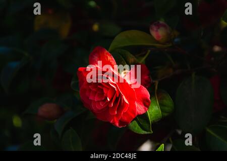 Camellia rossa da vicino - in giardino. Fiore rosso brillante primavera fiore. Camellia giapponese nel giardino botanico. Fiore Camellia a fuoco selettivo. Foto Stock