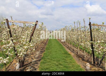 un grande frutteto con file di alberi di pera con bello fiori bianchi e un cielo blu in primavera nel campagna olandese e erba verde nel mezzo Foto Stock