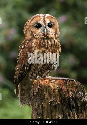 Tawney gufo appollaiato su un log watching, rivolto in avanti Foto Stock