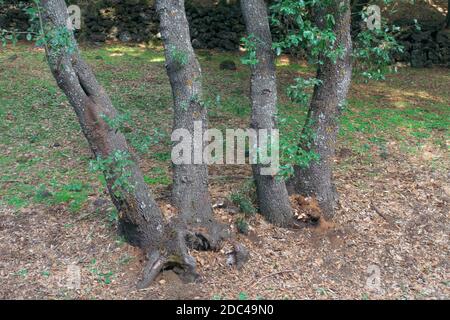 Boschi decidui in Sicilia, alberi di lecci di quercia nel Parco dell'Etna un punto di riferimento per un viaggio in Sicilia tra natura e cultura Foto Stock