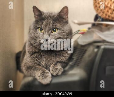 Bel gatto grigio adulto sul retro della TV Foto Stock