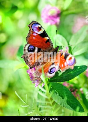 Occhio del pavone della farfalla in verde giorno d'estate soleggiato Foto Stock