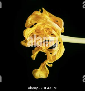 Tulipano sbiadito giallo su sfondo nero per idee di equipaggio Foto Stock