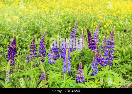 Graziosi lupini viola nel campo estivo in sole giornate estive Foto Stock