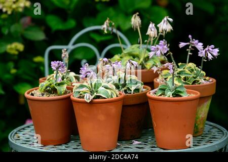 osta in miniatura, hosta cameo, ostas in miniatura, osta nani, foglie variegate crema e verde, fogliame, fiore spike, fiori, fioritura, terracotta pentole, cont Foto Stock