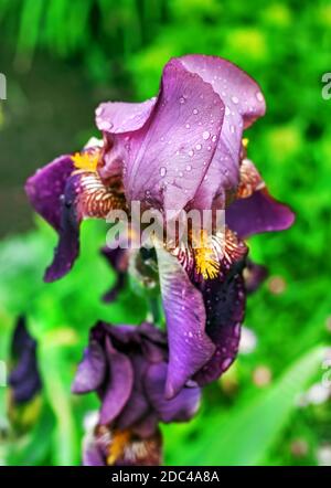 Iris da giardino viola con gocce d'acqua Foto Stock