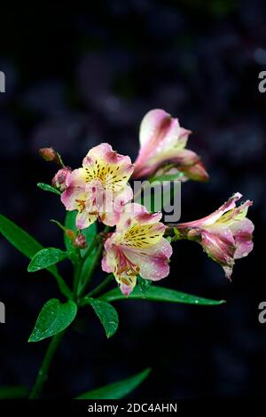 Alstroemeria giardino gioiello pesche, giglio peruviano, rosa pesca giallo fiore, fiori, fioritura, perenne, fiori recisi, RM Floral Foto Stock