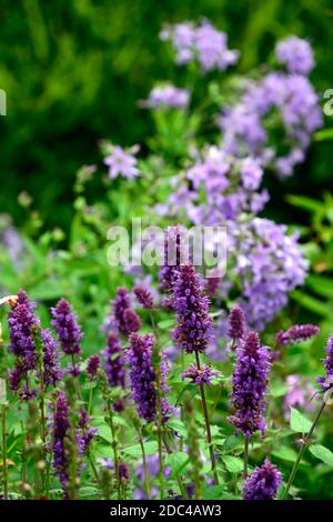 Betonica officinalis,syn, Stachys officinalis,hedgenortica comune,betony,porpora betony,legno betony,vishopwort,verga del vescovo,fiori viola,fiore viola Foto Stock