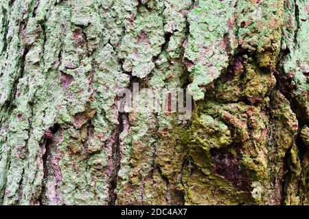 Corteccia di albero con crinkles profondi e Moss Turquoise delle pale Foto Stock