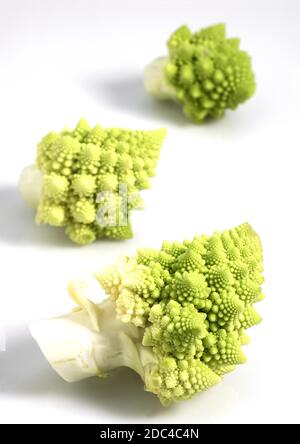 Cavolo broccolo ROMANESCO Brassica oleracea contro uno sfondo bianco Foto Stock