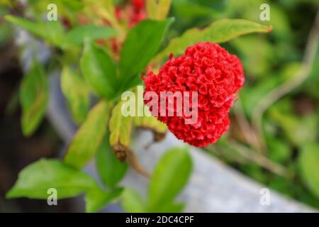 Un primo piano di un fiore rosso di Cockscomb (Celosia argentea), Vietnam, Asia Foto Stock